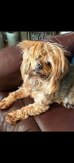 ISO personal trainer with postpartum experience