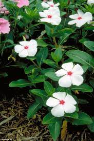 Vinca annual flowers for sale. Annual Vinca Madagascar Periwinkle Our Favorite Flowers Hgtv