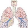 The ribs protect the lungs and expand as you inhale to facilitate space for the lungs to expand like the diaphragm. 1