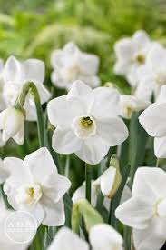 Check spelling or type a new query. Narcissi Small Cupped Misty Glen Daffodil From Adr Bulbs Narcissus Spring Flowers Daffodils