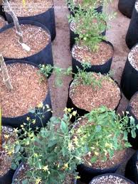 At civano nursery and oct. Southwest Gardening Mesquite Valley Growers And Shade Cloth 1 By Tucsonplumeriaz