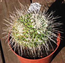 Cactus and succulent plants collector and grower. Rare And Exotic Cactus Plants For Sale High Quality Cactus Plants For Sale