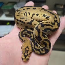 Danny Cadena (@chain_reaction_exotics) • Instagram photos and videos