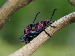 Image result for Fadogia tetraquetra