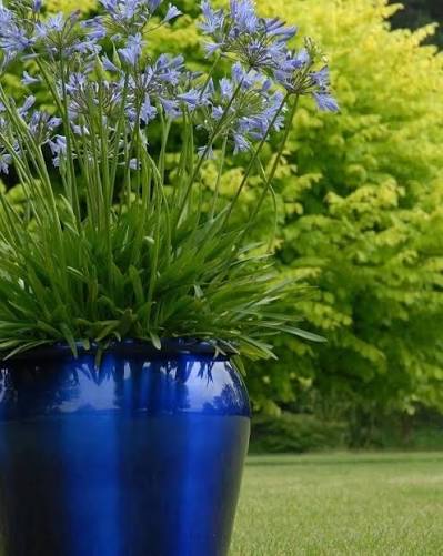 Agapanthus 💙 1. Quantas vezes por ano o agapanto floresce? O agapanto floresce geralmente uma vez ao ano, no final da primavera e início do verão, mas pode prolongar sua florada em