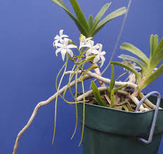 Image result for Rangaeris