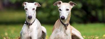 Can Whippets Be Left Alone How Soon How Long
