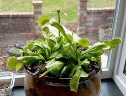 Regular potting soil, or compost, is not suitable for your venus flytrap. Venus Fly Trap Myths Flytrapcare Com