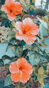 Hibiscus Flowers Flower Wallpaper Flower Aesthetic Photo Wall Collage