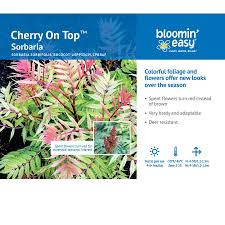 Image result for Sorbaria