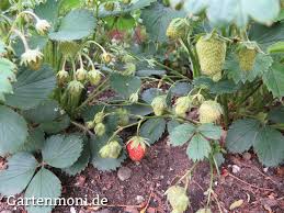 Reife Erdbeeren Vor Vogel Schnecken Und Kellerasseln Schutzen Erdbeeren Garten Pflanzen Erdbeeren