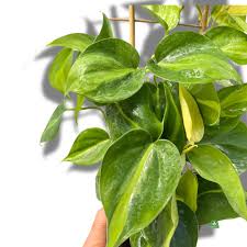 Image result for Filodendron Philodendron