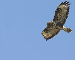 De buizerds hebben weer een aantal chutes geworpen en natuurlijk ook weer gevouwen en netjes in het harnas teruggepropt. Weetjes De Buizerd Animals Today