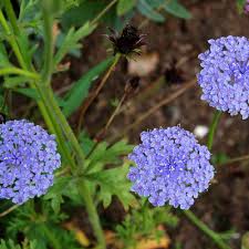 Image result for Tinnea coerulea