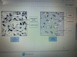 The structure of a muscle cell can be explained using a diagram labelling muscle filaments myofibrils sarcoplasm cell. Drag The Labels To Identify The Structures Of A Long Bone Mastering A P Chapter 6 Bones And Skeletal Tissues Flashcards Quizlet The Long Bones Longer Than They Are Wide