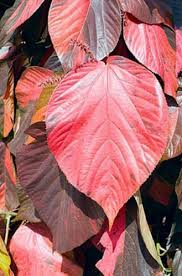 Image result for Acalypha wilkesiana