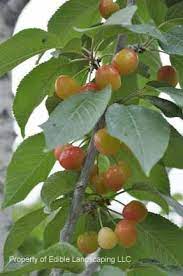 White gold yields heavily and resists cracking in rainy weather. White Gold Sweet Cherry Edible Landscaping Edible Landscaping Winter Lawn Container Flowers