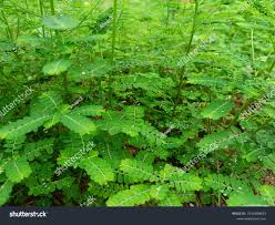 Image result for Phyllanthus fraternus
