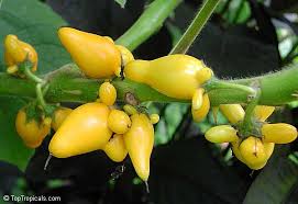 Image result for Solanum mammosum