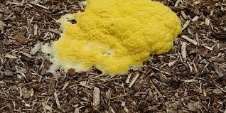 Slime mold may also grow on logs, so. Why You Can T Kill That Mess In Your Mulch Southern Living