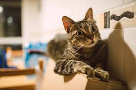 Hyperesthesia is a common phenomenon in patients with functional neurologic symptoms. Feline Hyperesthesia Syndrome We Re All About Cats