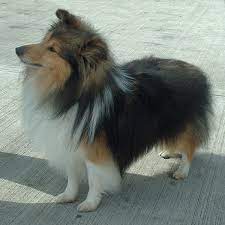 Although watchful around strangers, this dog is extremely sociable with children, other dogs, and household pets. Shetland Sheepdog Wikipedia