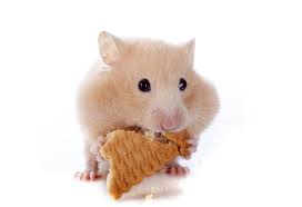 Eating Hamster In Front Of White Background Affiliate Hamster Eating Front Background White Ad Hamster Creative Photos Mammals