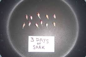 Harvest the seeds when the umbrels and ovaries dry completely, generally 45 to 60 days after pollination. Growing From Bulbils Ambrosia Orchard