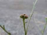 Image result for Litogyne gariepina