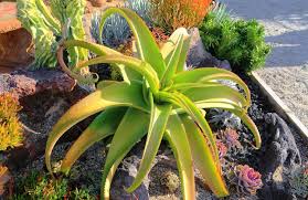 Image result for Aloe wollastonii