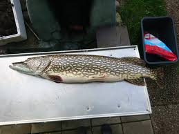 Edvin får ett nytt pb på gädda. Gadda Med Gos Pike With Perch Pike Album On Imgur