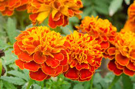 Check spelling or type a new query. Gardeners Were Right Marigolds Do Help Prevent Tomato Pests Modern Farmer