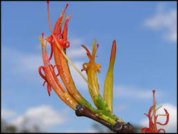 Image result for Loranthaceae