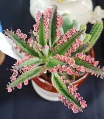 Mother Of Thousands Kalanchoe In 2020 Types Of Succulents Plants Mother Of Thousands Plant Succulents
