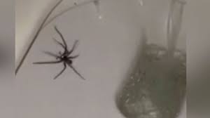 Jul 21, 2021 · australien: In Australien Hat Sich Eine Riesenspinne Unter Der Klobrille Ein Schattiges Platzchen Gesucht News Ausland Bild De