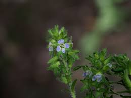 Image result for Veronica abyssinica
