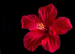 Hd Wallpaper Red Hibiscus Flower In Close Up Photography Blossom Bloom Marshmallow Wallpaper Flare Free hd android marshmallow widescreen vector & designs wallpapers. hd wallpaper red hibiscus flower in