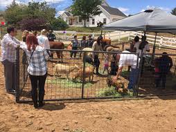 Arizona kids love our portable petting zoo! Off Site Animal Rentals Pony Land San Diego Horseback Riding