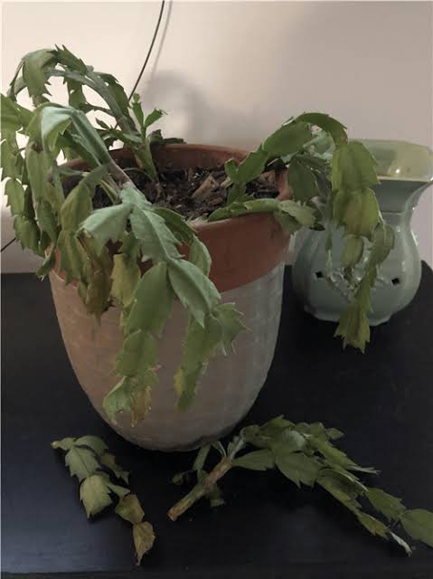 How to Bring a Dying Christmas Cactus Back to Life?