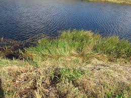 Image result for Urochloa dictyoneura