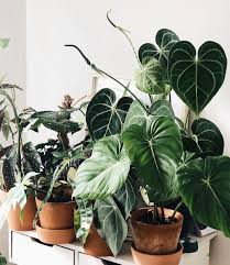The Potted Jungle On Instagram Anyone Else Have That One Spot That Has The Best Indirect Lighting And Ends Up Being T Plants Inside Plants Plant Decor Indoor