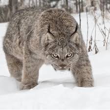 Canada lynx and bobcat range map (data source iucn redlist). Bobcats And Canada Lynx Hybridize But Not Much Natural History