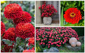 Annuals are plants that germinate from seeds, grow, flower, produce seeds and die in one season. 10 Beautiful Bold Red Annuals For Your Garden Garden Lovers Club