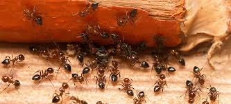 Odorous house ants release a chemical compound that is very similar to those emitted by rotting food, or more specifically, the penicillin mold that causes like many other species of ants, odorous house ants are difficult to get rid of. Get Rid Of Odorous House Ants Epestsupply Articles