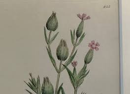 Botanical Original Prints From 1794