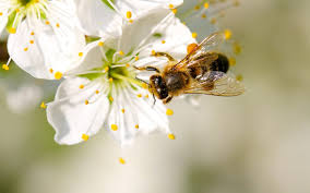 Do bees have a favorite flower. Poplulate A Human Made Beehive With Success The Honey Ladies