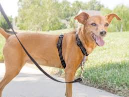 Check spelling or type a new query. Best Dog Harnesses In 2021 According To Dog Trainers And Walkers