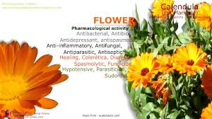 Find here details of companies selling marigold flower, for your purchase requirements. Calendula Pot Marigold Benefits Garden Marigold Youtube