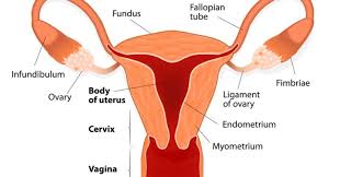 Birth Control Pills And Weight Gain Information What No One Tells You About Birth Control Pills Birth Control Pills Birth Control Estrogen Dominance