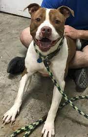 The associated humane societies features cats, dogs, kittens and puppies for adoption at our three shelters located in newark, forked river, and tinton falls. 25 Adoptable Dogs From Associated Humane Society Newark Branch New Jersey Ideas Humane Society Dog Adoption Adoption